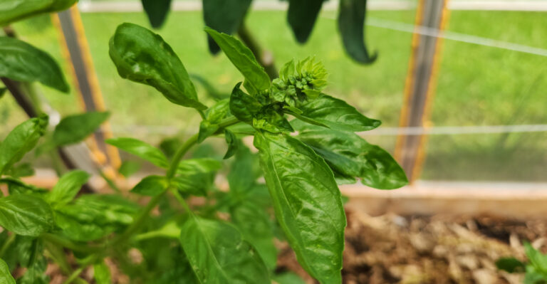 Why Is Your Oregon Basil Bolting During August’s Heat Wave