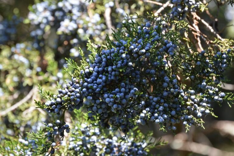 Eastern Redcedar: A Strong Native North Carolina Tree For Late-Season Wildlife Food And Winter Cover