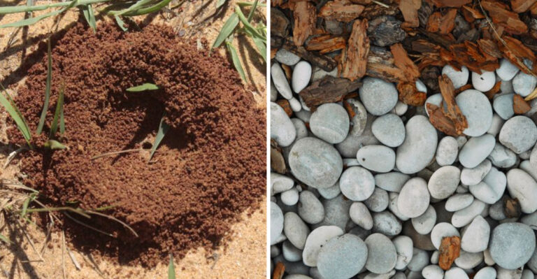 Why Ants Take Over Delaware Gardens Late Summer, And How To Fix What Most People Miss