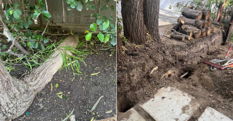 Can A California Neighbor Legally Cut Your Tree Roots If They Cross The Property Line?