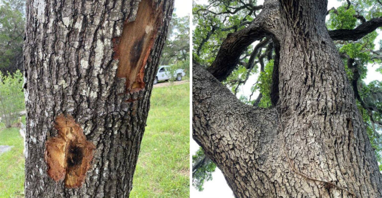 Why Pruning Texas Oak Trees During A Heat Warning Is A Costly Mistake