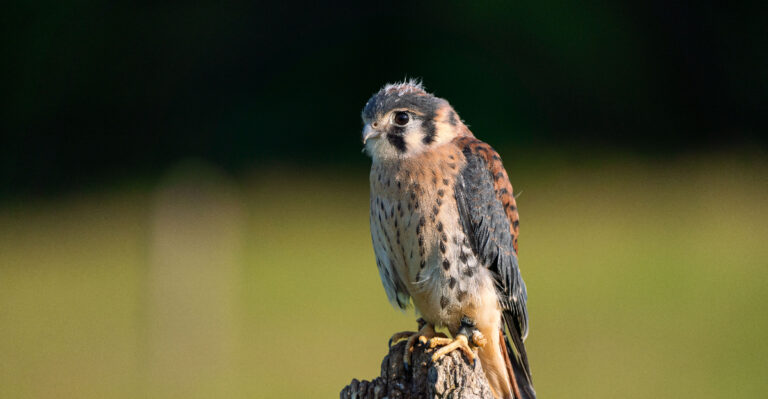 American Kestrels (featured image)
