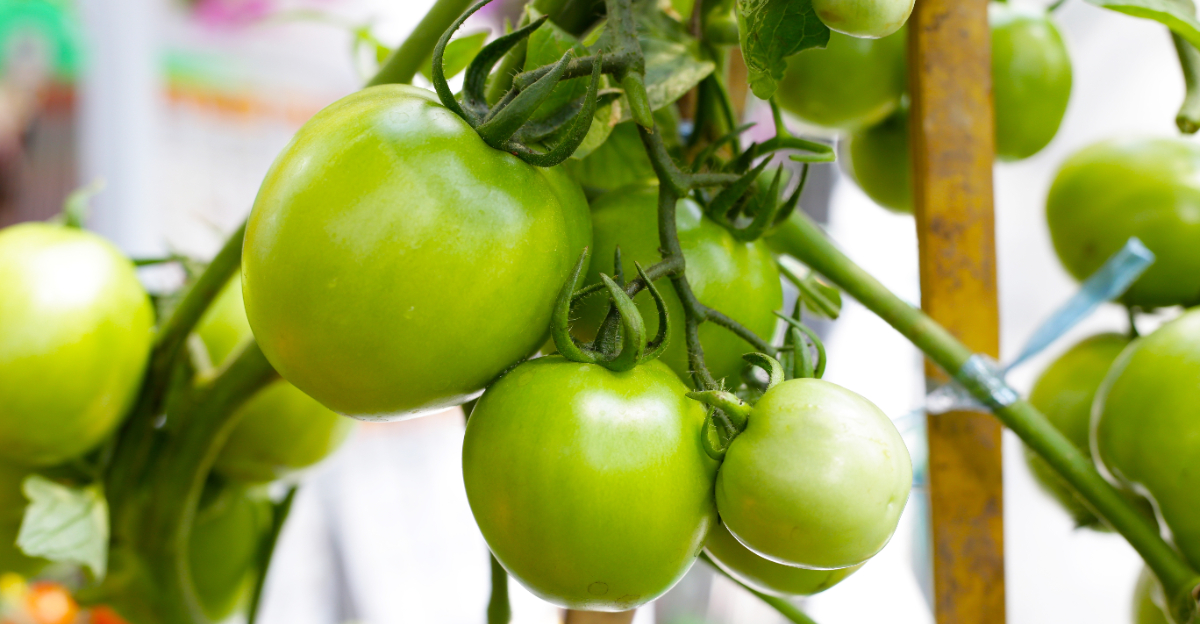 green tomato