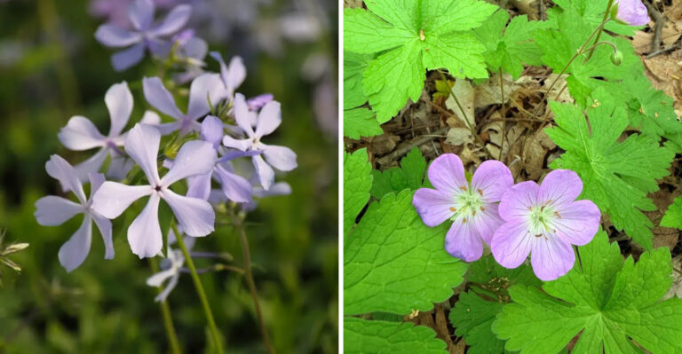 These Are The Pennsylvania Wildflowers That Grow Wild Everywhere And Belong In Every Garden