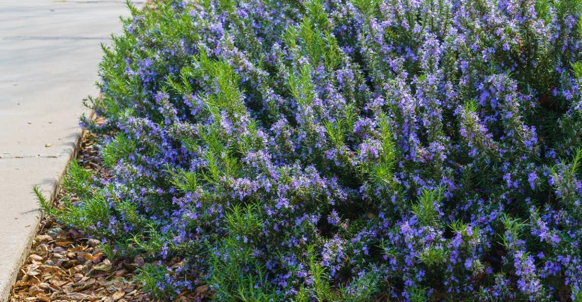 Rosemary (featured image)