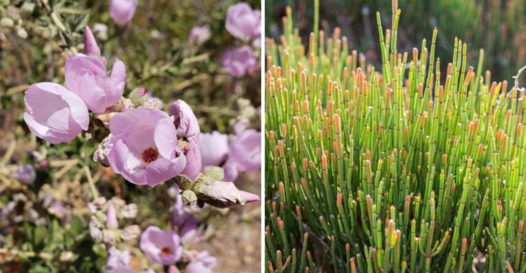 California Native Shrubs That Actually Survive August Heatwaves Without Water
