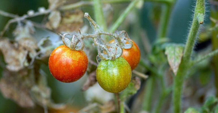 Stop Ignoring These Early Signs Of Spider Mites On Arizona Tomatoes