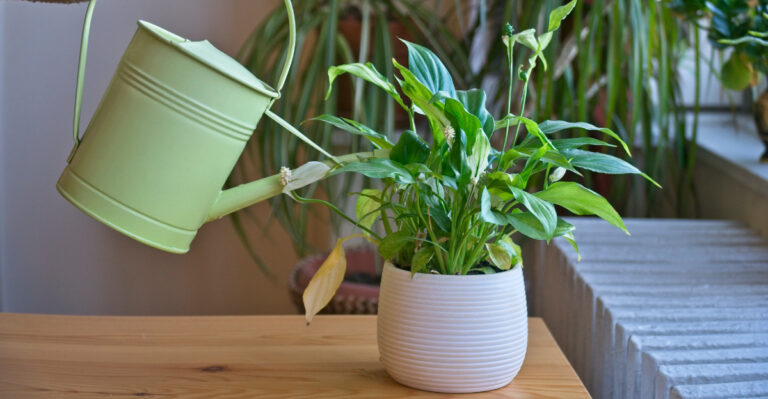 This Watering Mistake Is Why Your Peace Lily Has Brown Tips