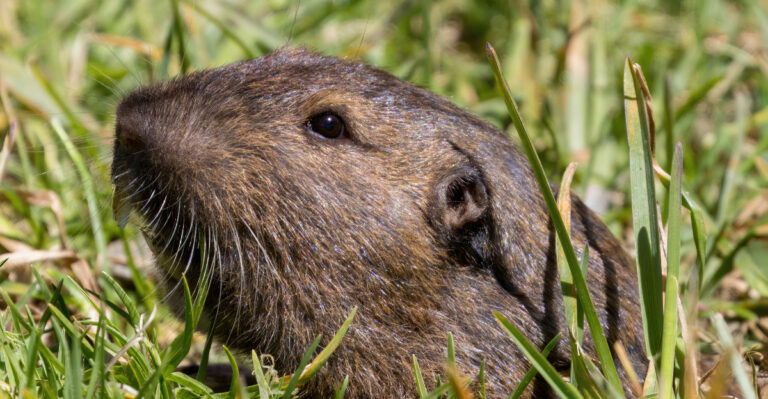 Oregon Yard Habits That Attract More Gophers Than Anything Else Homeowners Do Without Realizing