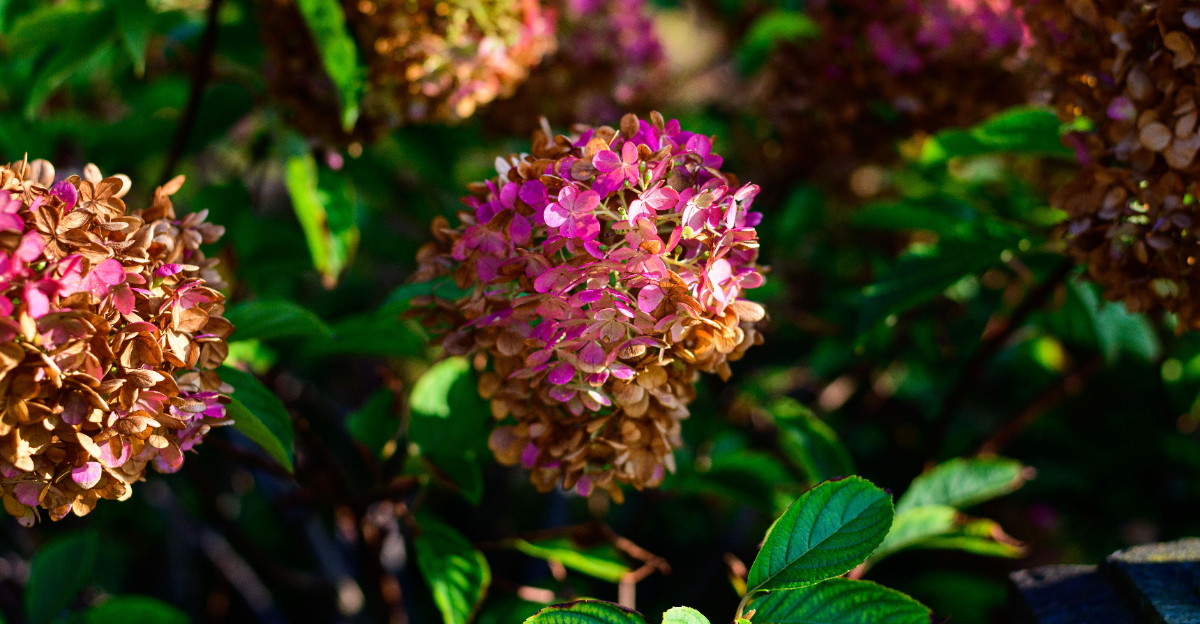 browning hydrangea