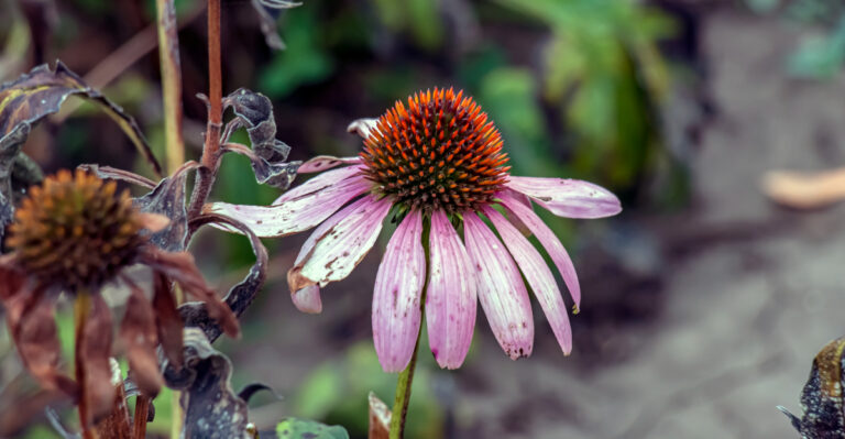 coneflower