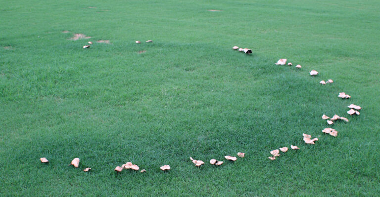 white mushrooms forming a fairy ring
