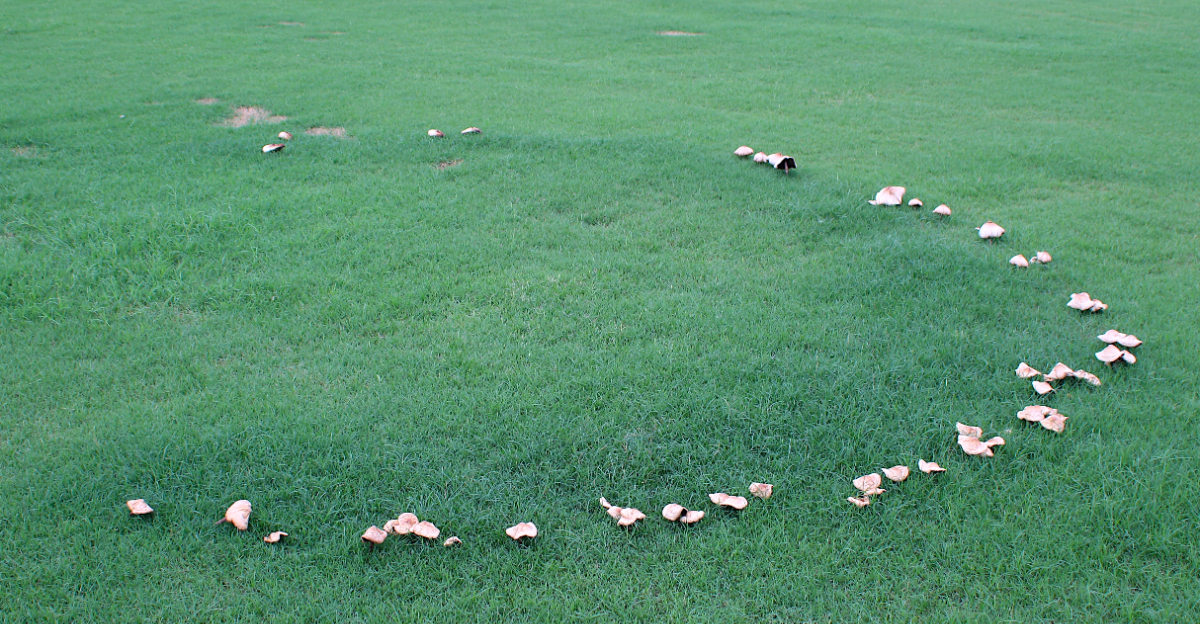 white mushrooms forming a fairy ring