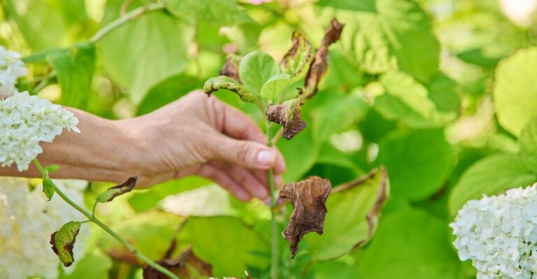 8 Reasons Hydrangea Leaves Have Brown Edges