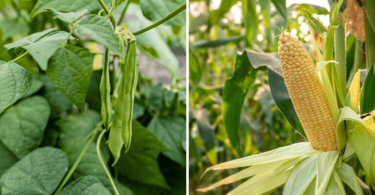 beans and sweet corn