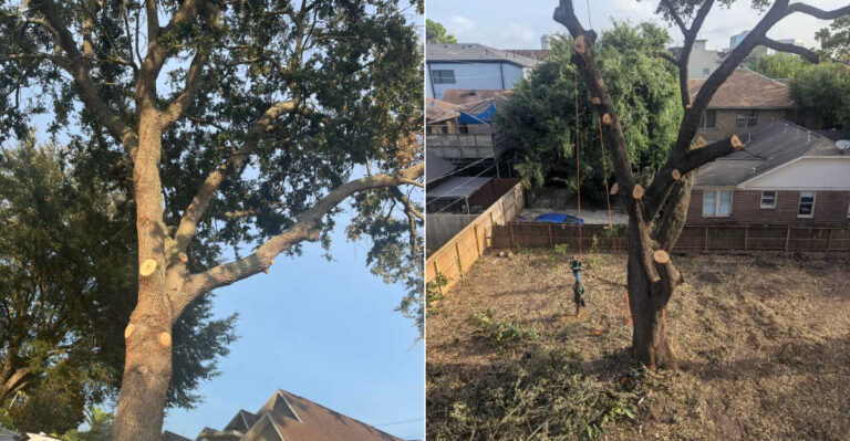 Why You May Need A Permit To Trim An Oak Tree In California