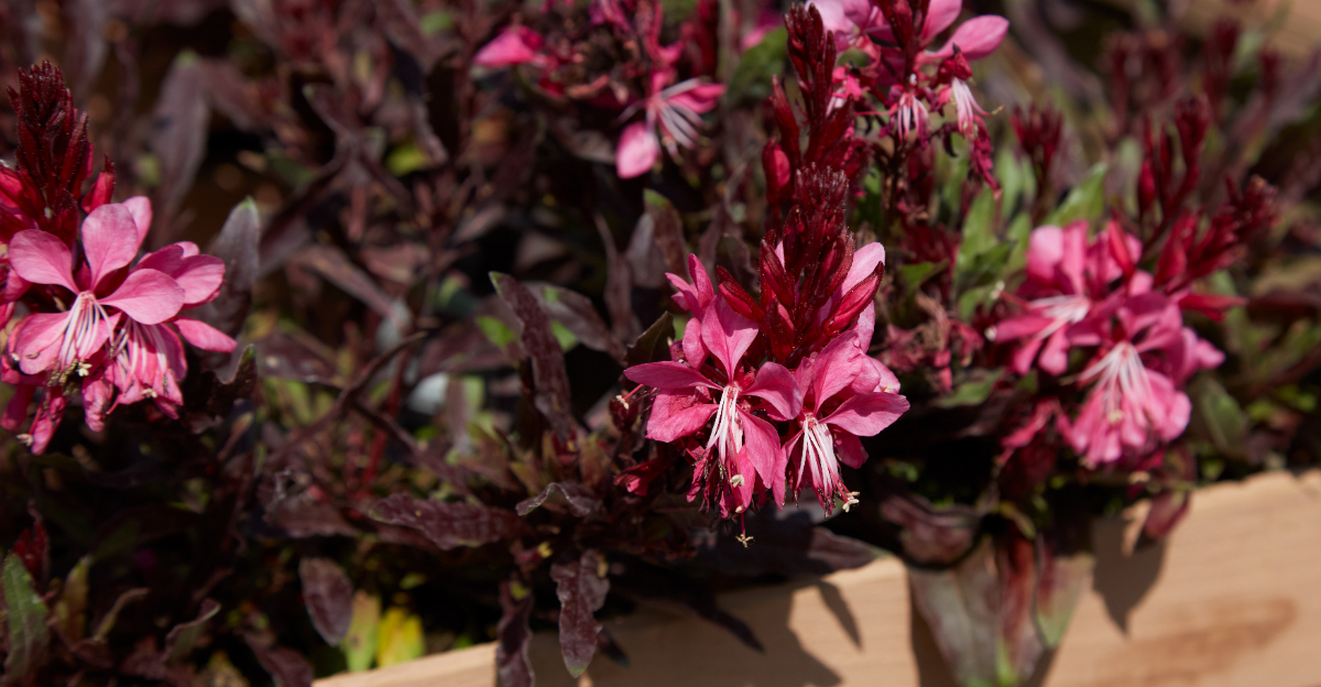 gaura plant (featured image)