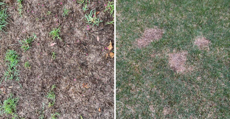 How To Save A Texas St. Augustine Lawn From Chinch Bugs In Peak Season