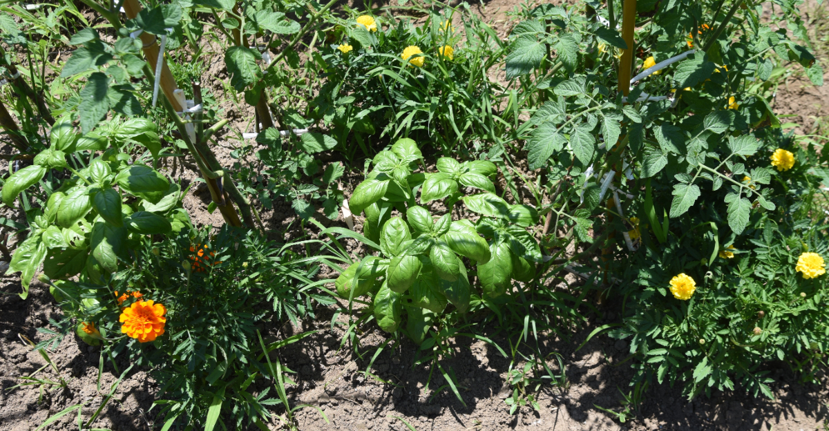 plants (featured image)