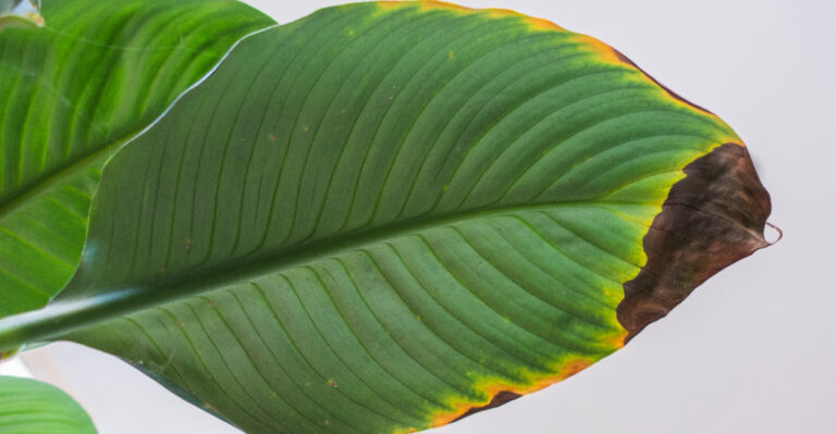 Why Some Peace Lily Leaves Turn Black Instead Of The Usual Brown