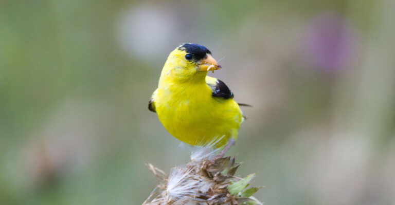 bird (featured image)