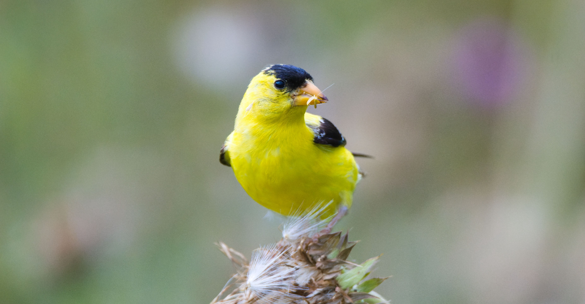 bird (featured image)