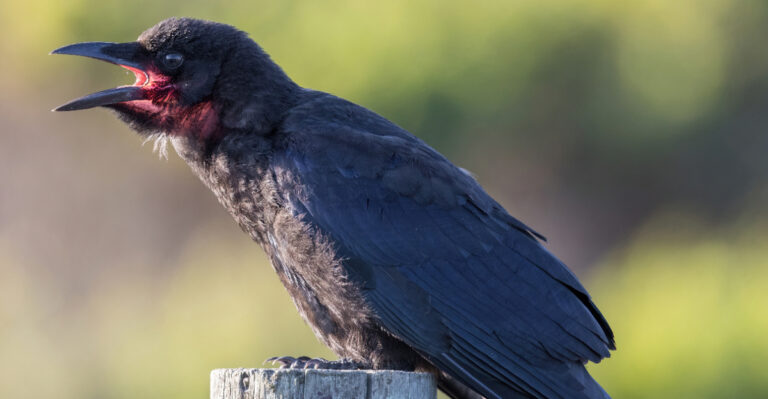 What It Means When Crows Gather In Your California Backyard