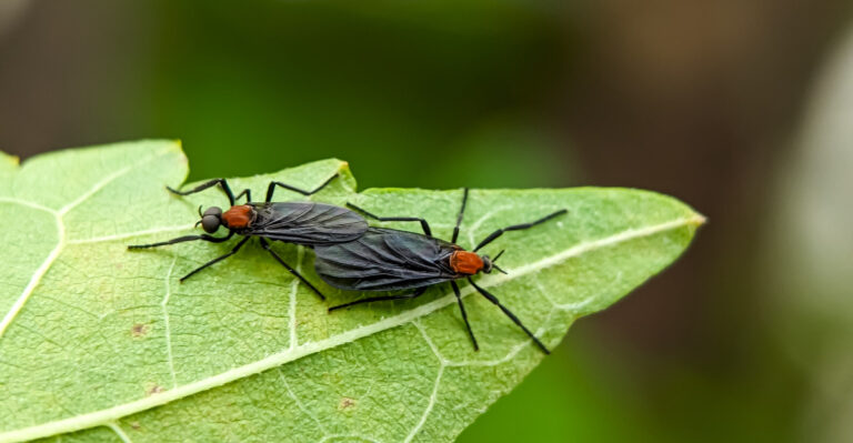 The September Swarm That Returns To Mississippi Windshields Twice A Year