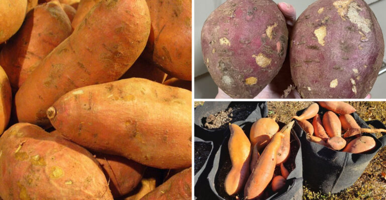 Heat-Tolerant Sweet Potatoes You Can Grow Without The Fuss Or Struggle In Florida