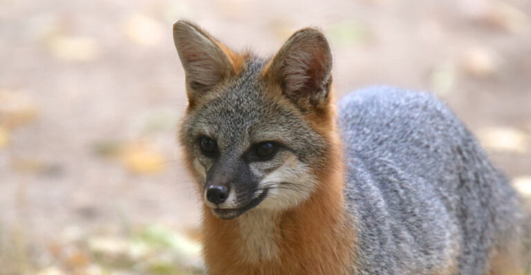 Gray Fox (featured image)