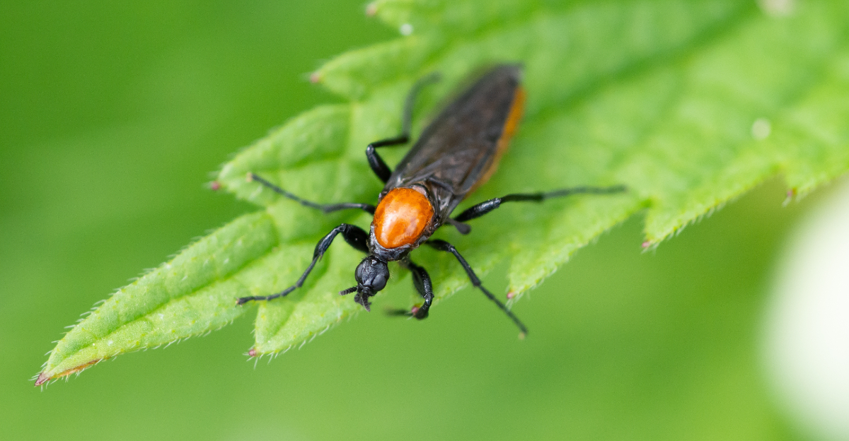 Lovebug insect on a leaf