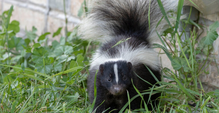 What It Means When A Skunk Starts Digging Small Holes In Your Oregon Lawn