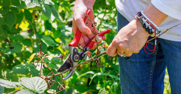 Thin Crowded Oregon Raspberry Canes Now Before Fall Moisture Traps Between Them