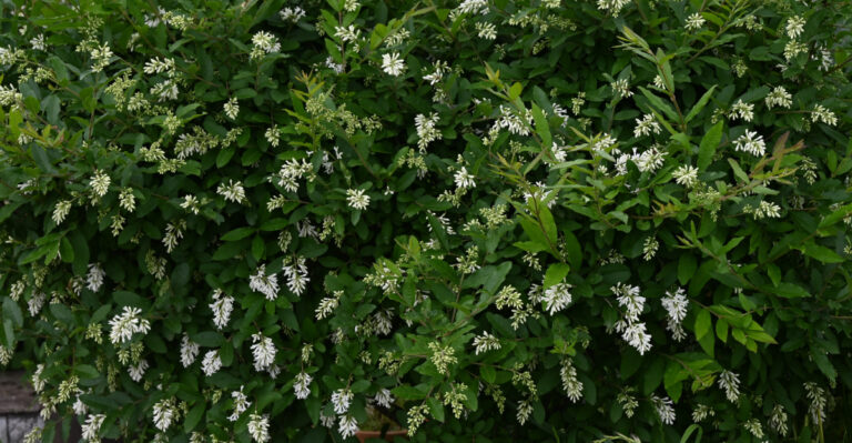 Border privet