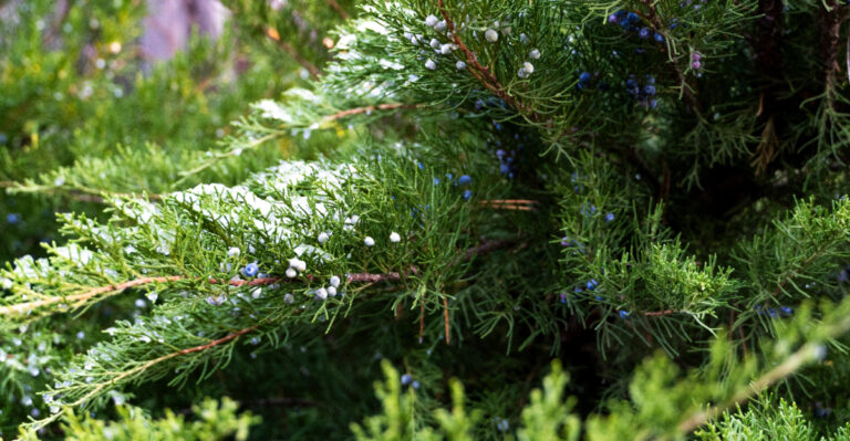This New Jersey Native Tree Delivers Privacy Without The Maintenance