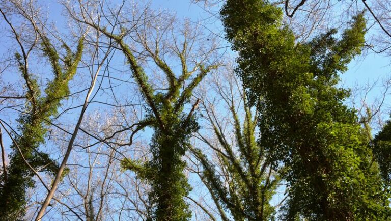 The Invasive Vine Quietly Swallowing North Carolina Backyards Before Anyone Notices It Escaped