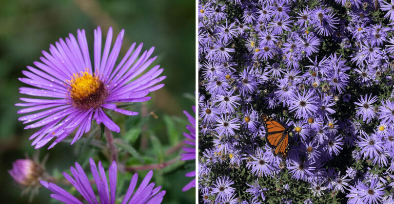 Add Late-Season Color To Your New York Garden With This Plant