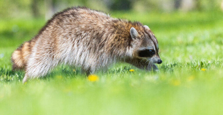 What It Means When Raccoons Start Digging In Your California Yard