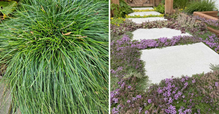 California Groundcovers That Handle Dog Traffic Without Turning Into Bare Patches