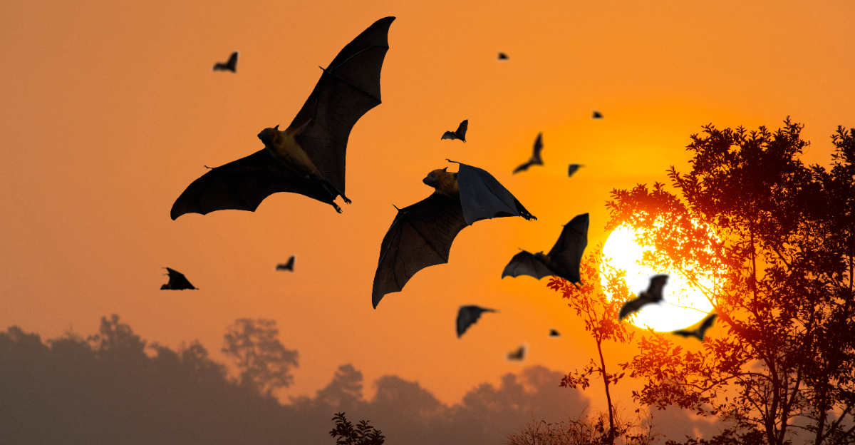 Bats are flying in the evening