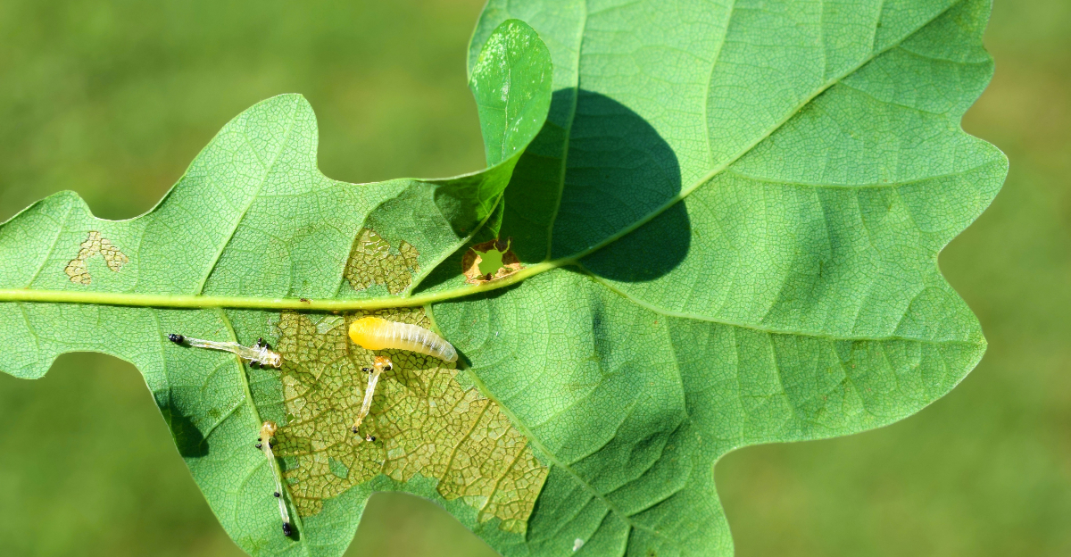 Sawfly larva (family Tenthredinidae) damaging oak leaf