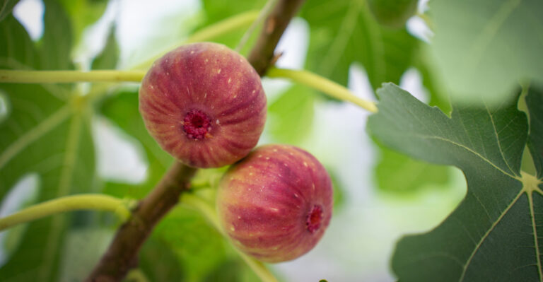 What Oregon Fig Owners Must Do In August To Get The Most From The Second Crop