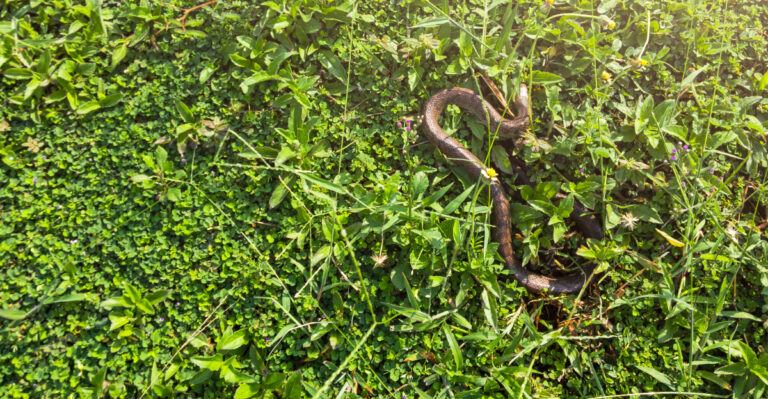 snake in yard