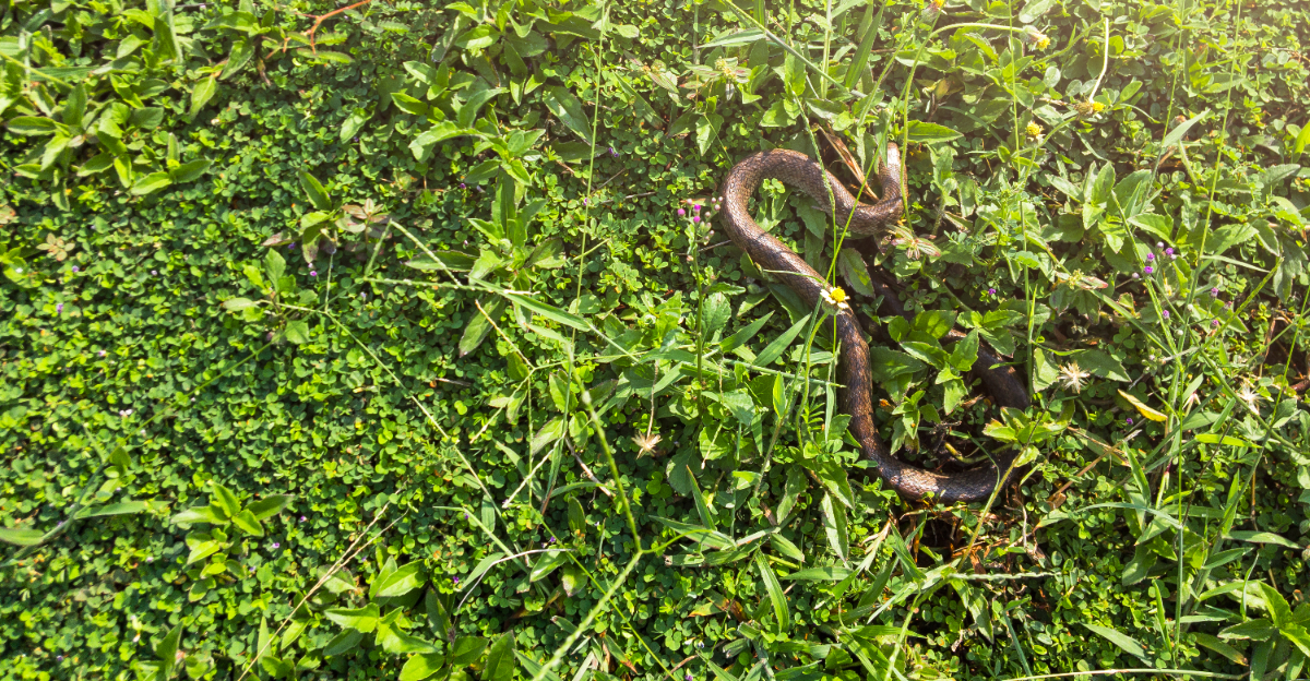 snake in yard