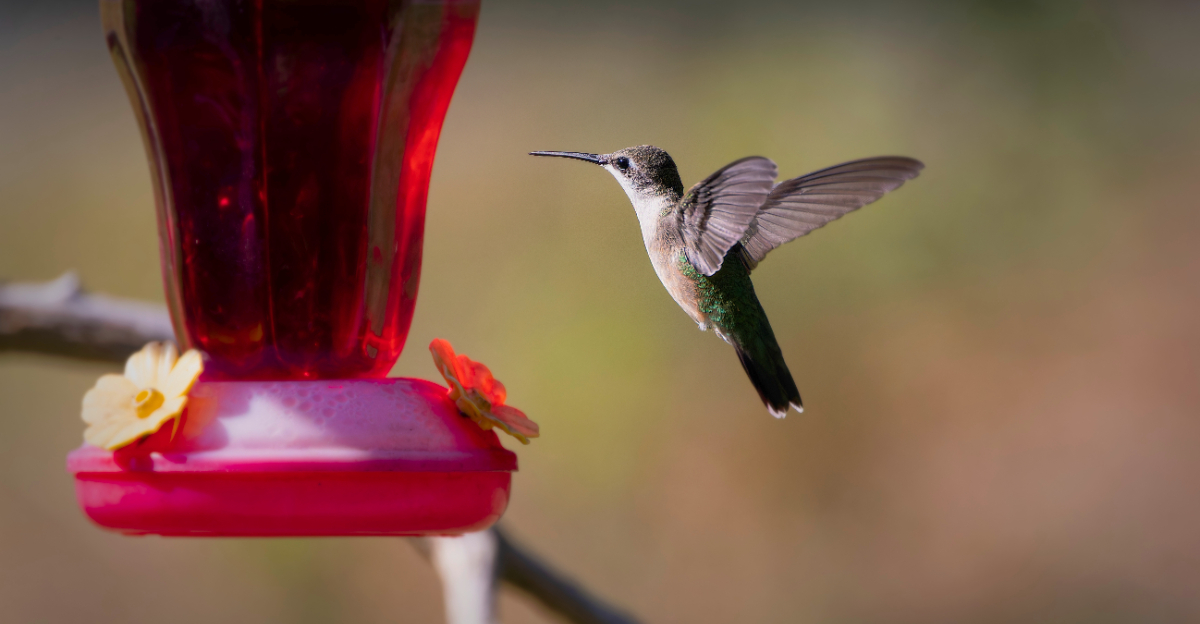 hummingbird