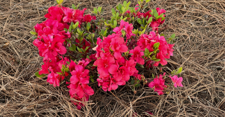 Encore Azelea Bonfire with pine-straw mulch