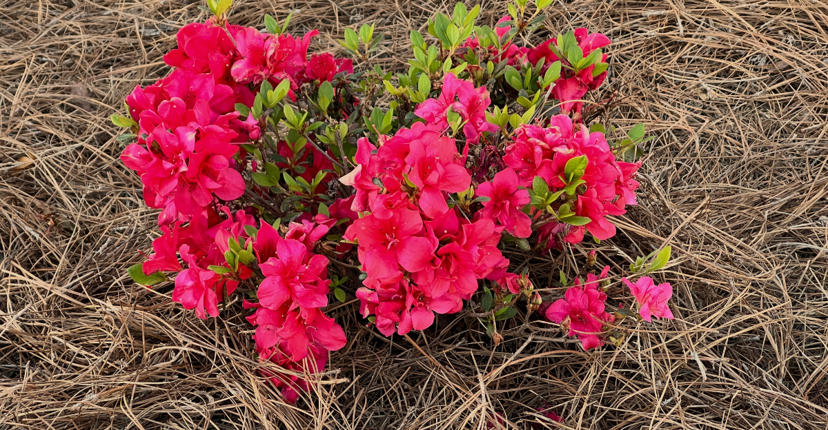 Encore Azelea Bonfire with pine-straw mulch