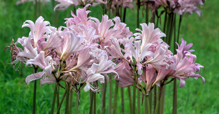 What Missouri’s Overnight Pink Flowers Are And Where They Really Come From