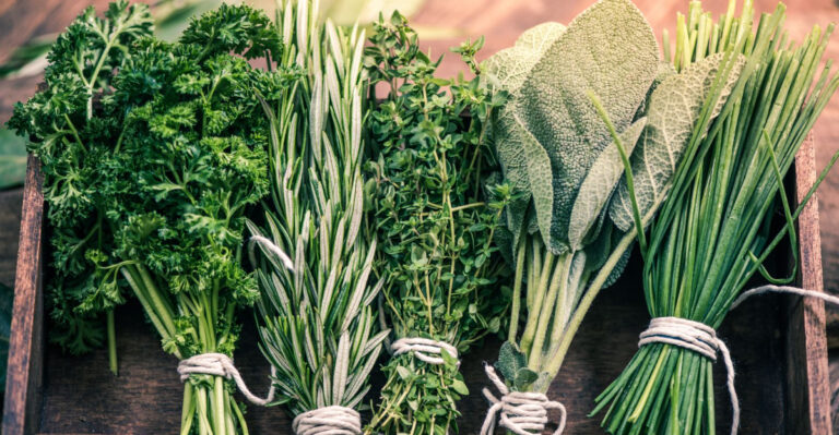 Why You Should Harvest And Dry Your Ohio Herbs Before September