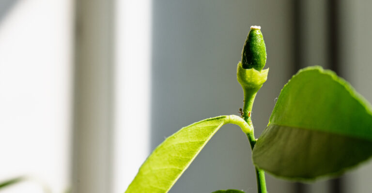 Why California Citrus Trees Push Soft New Growth At The Wrong Time Before Fall